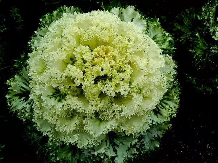 绿色像菜一样的花,像菜一样的花