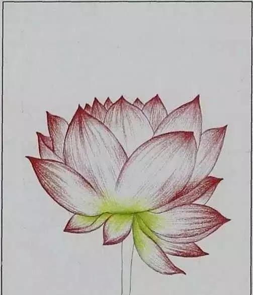 画荷塘与荷花,画一张美丽的荷塘画