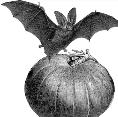 人类十大不能吃的野生动物是什么,其排名如何?