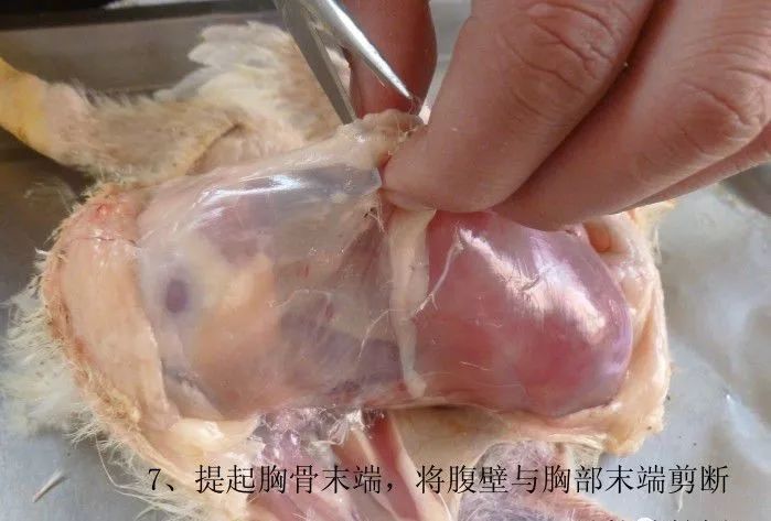 家禽常见疾病及检测方法书籍,家禽疾病如何检测