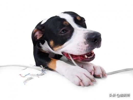 有什么办法防止猫咪咬家具,如何有效防猫咪抓坏东西