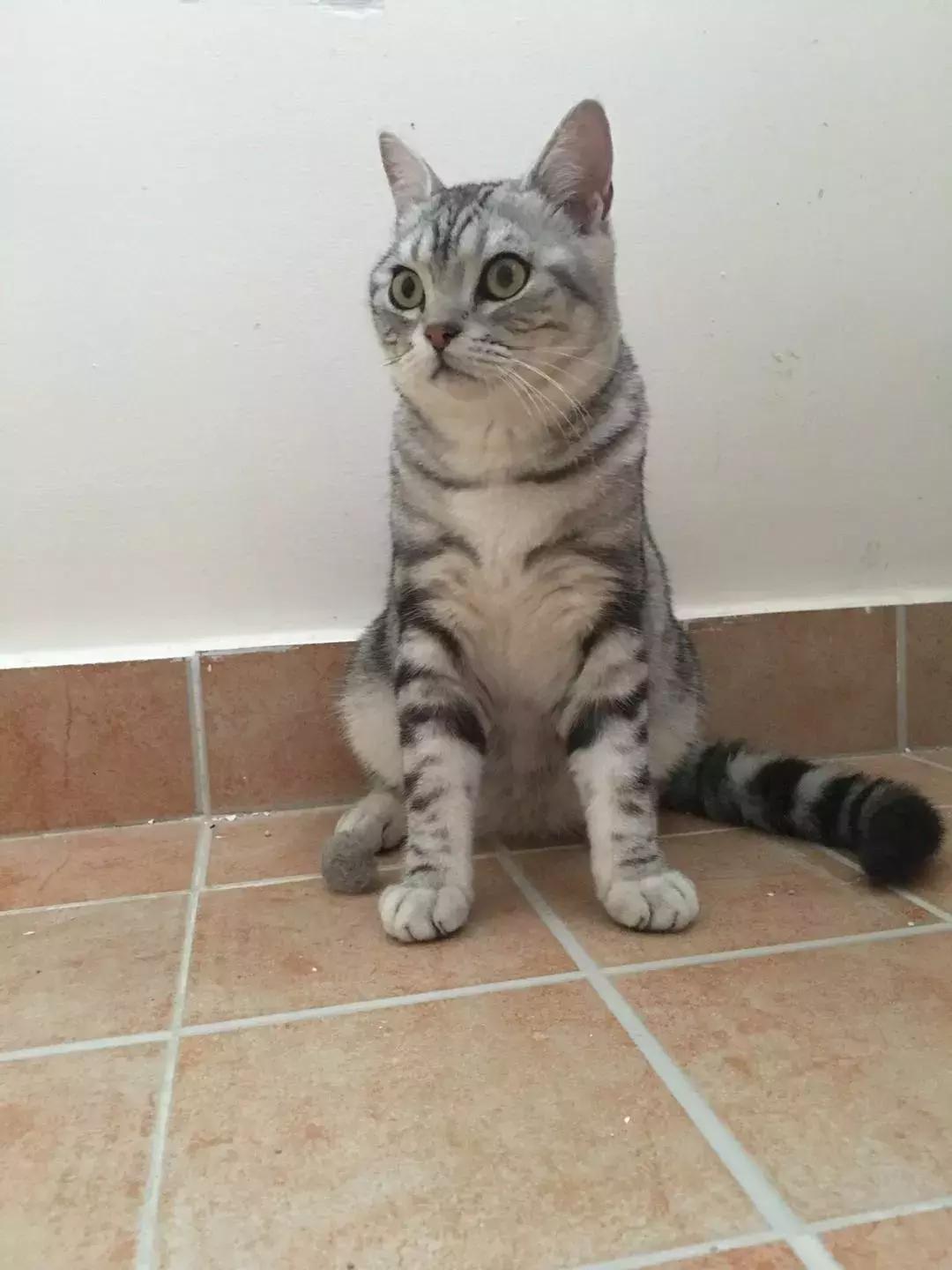 猫咪怪癖,猫咪的100种怪癖