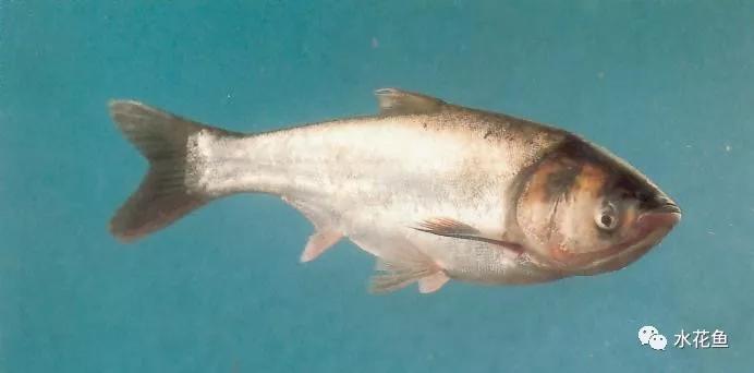 蓝藻爆发的正确处理方法,蓝藻爆发的原因及危害该如何处理