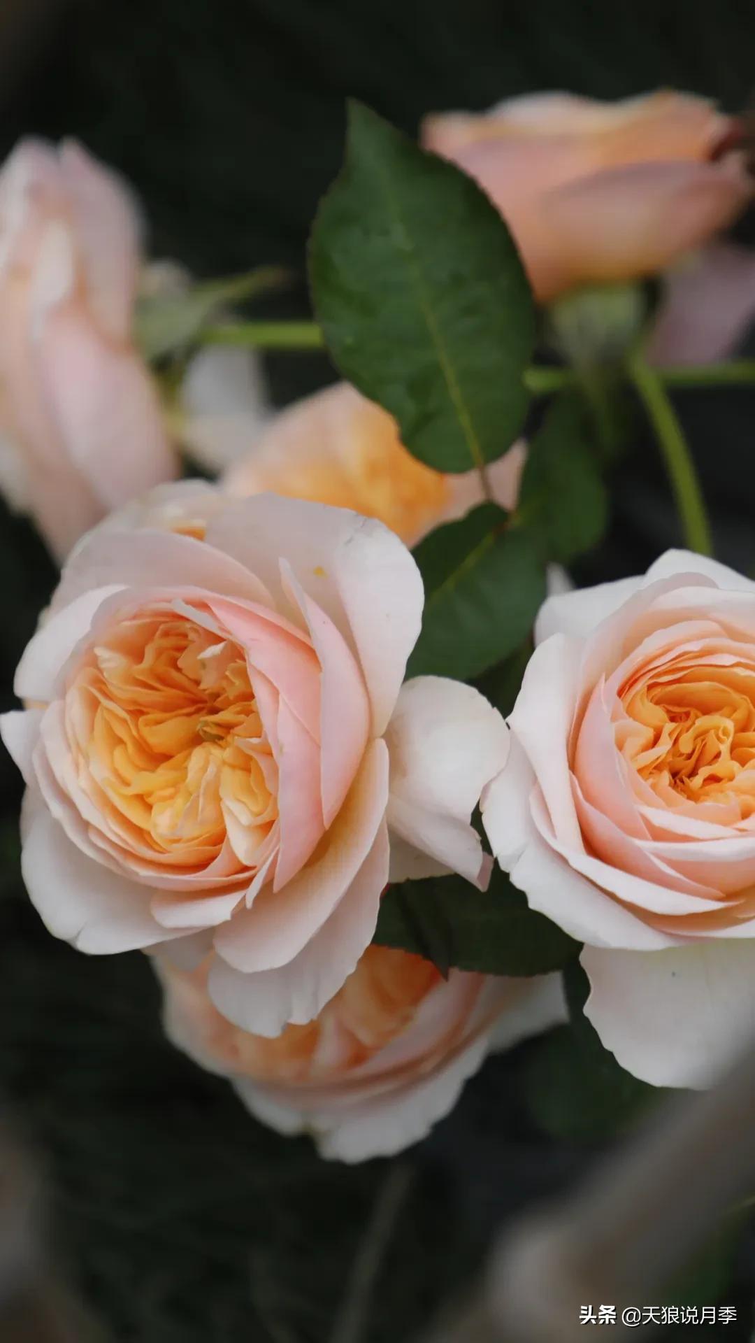 520你最想收到什么玫瑰,520这样的玫瑰你们喜欢吗