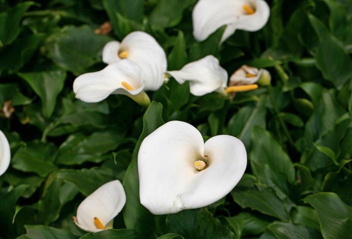 彩色马蹄莲怎么养才开花快,马蹄莲开花期间养护注意什么问题