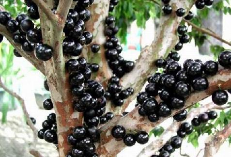 有几种特殊的水果你见过几个,这些精品水果你吃过几种