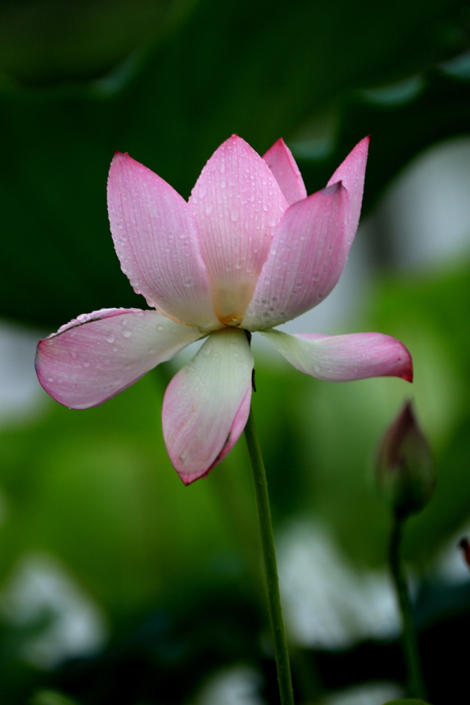 荷花朵朵；青山吹奏-《绿岛小夜曲》「F调」半音阶口琴演奏