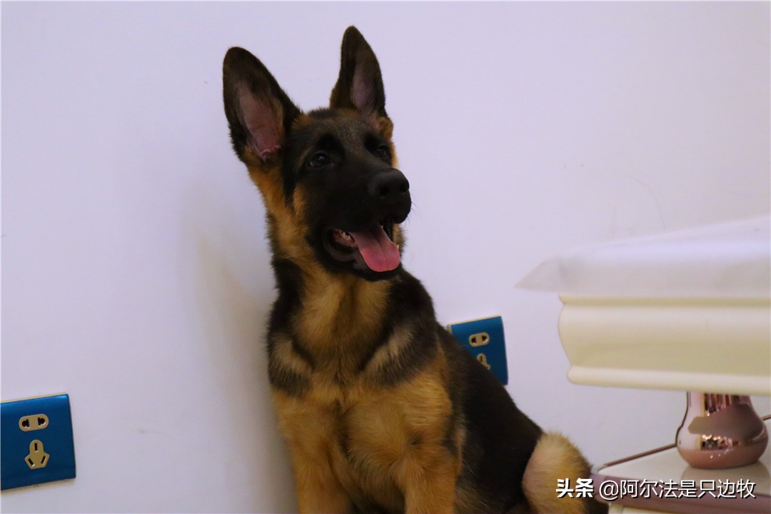 小德牧长不大了怎么办,小德牧几个月过了尴尬期