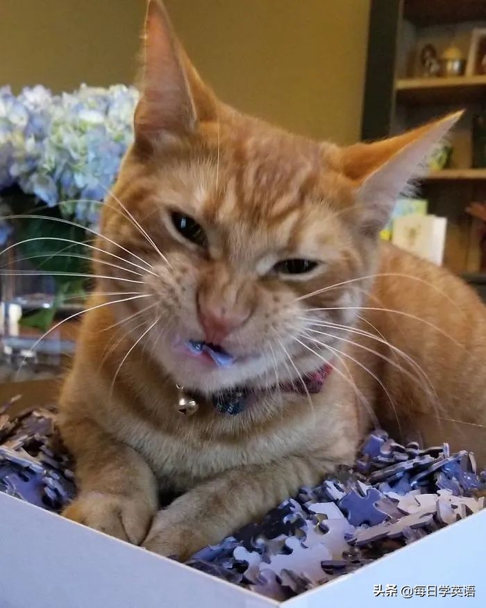 如何和家猫互动,怎样和猫共同拼图