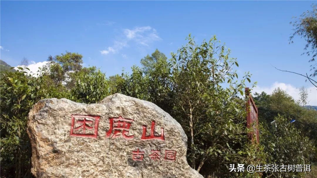 困鹿山普洱茶属于易武哪里,困鹿山普洱茶地理位置