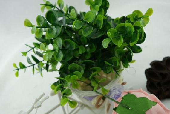 原叶尤加利盆栽怎么养,最适合盆栽的尤加利品种