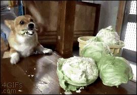 选购蔬菜的16个技巧,15种常见蔬菜的挑选窍门