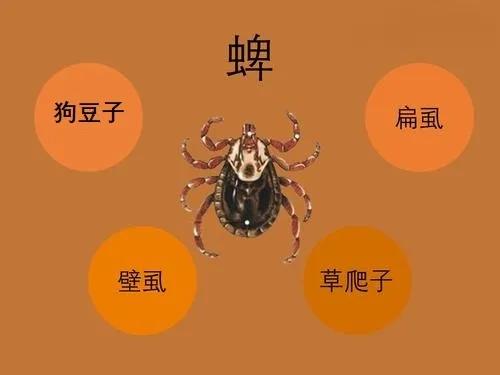 野外游玩谨防蜱叮咬,出门游玩怎么预防蜱虫叮咬