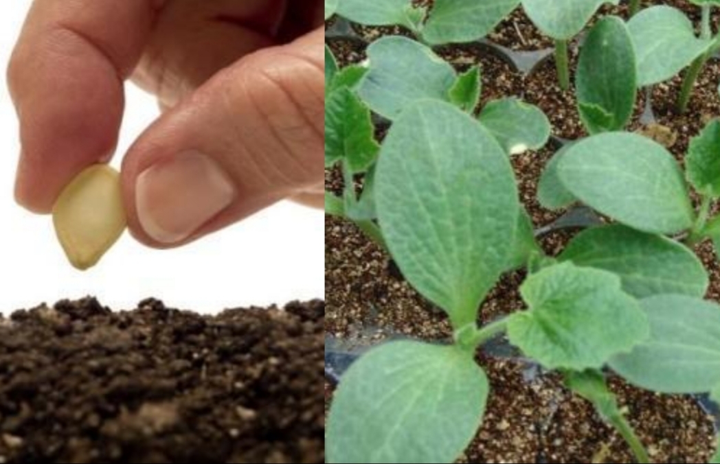 露地种植贝贝南瓜技术与田园管理,如何种出高产南瓜