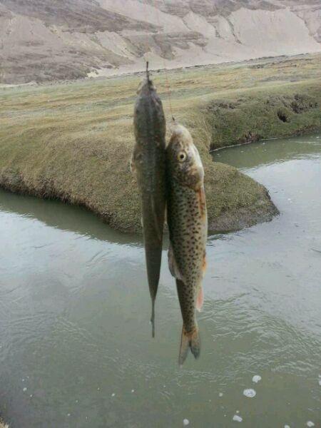 养冷水鱼需要注意什么,冷水鱼的养殖技术和注意事项