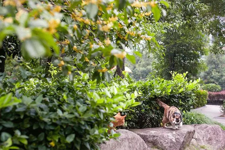 桂花香秋天的味道,南宁青秀山桂花盛开