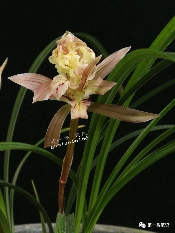 春兰哪个品种叶子好看花也好看,春兰品种名称及开花图片欣赏