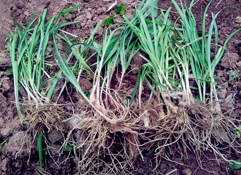 韭菜割了不长了,韭菜割也割不完