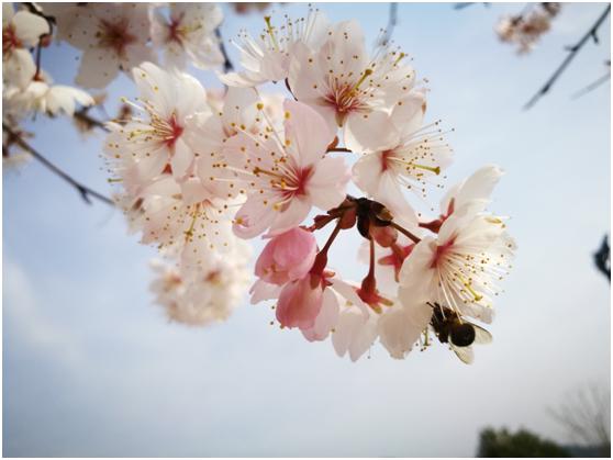 三月春色唯美诗句,阳春三月好风光诗词鉴赏