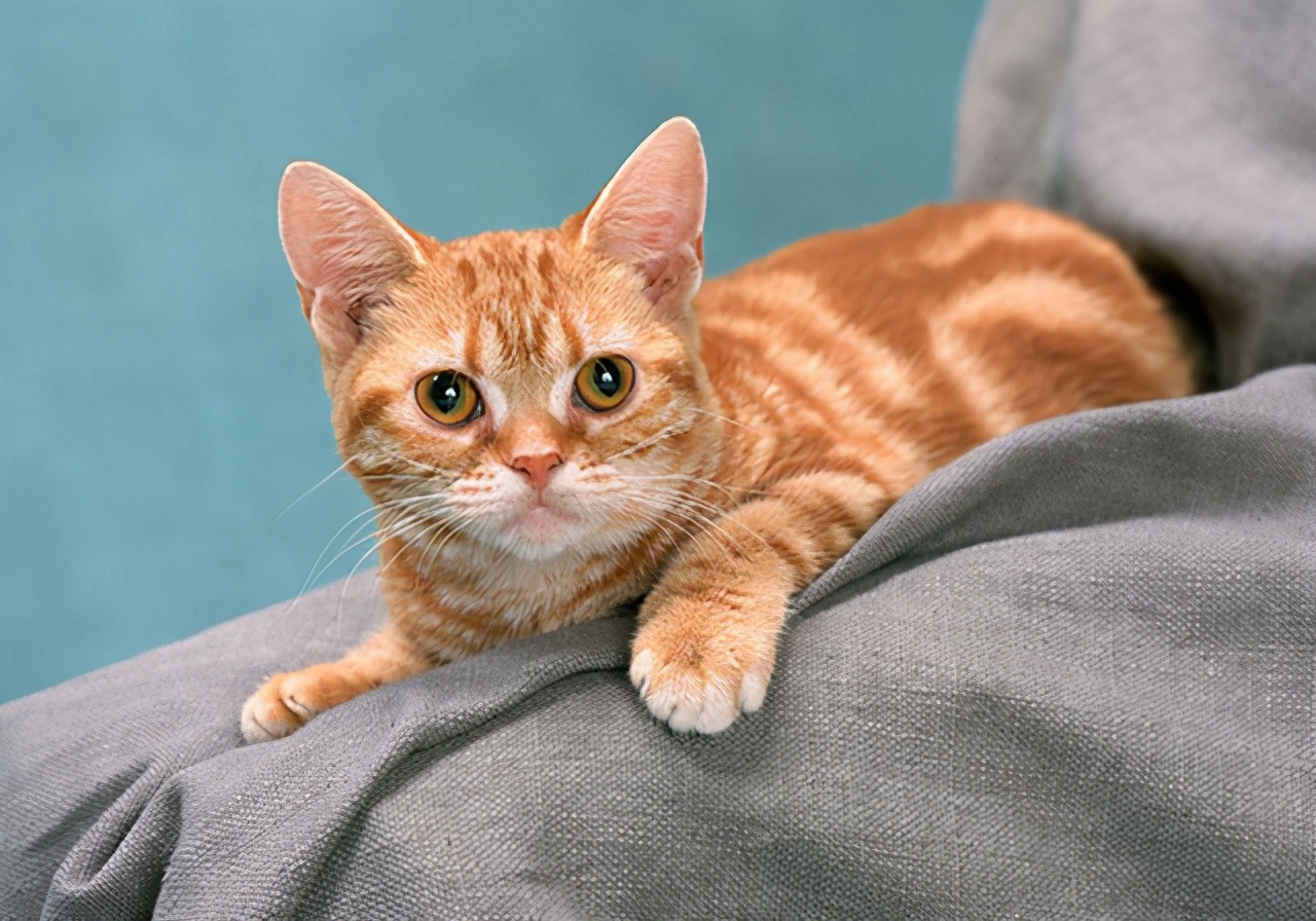 猫咪呕吐会自愈吗,猫咪一直呕吐黄水能自愈吗