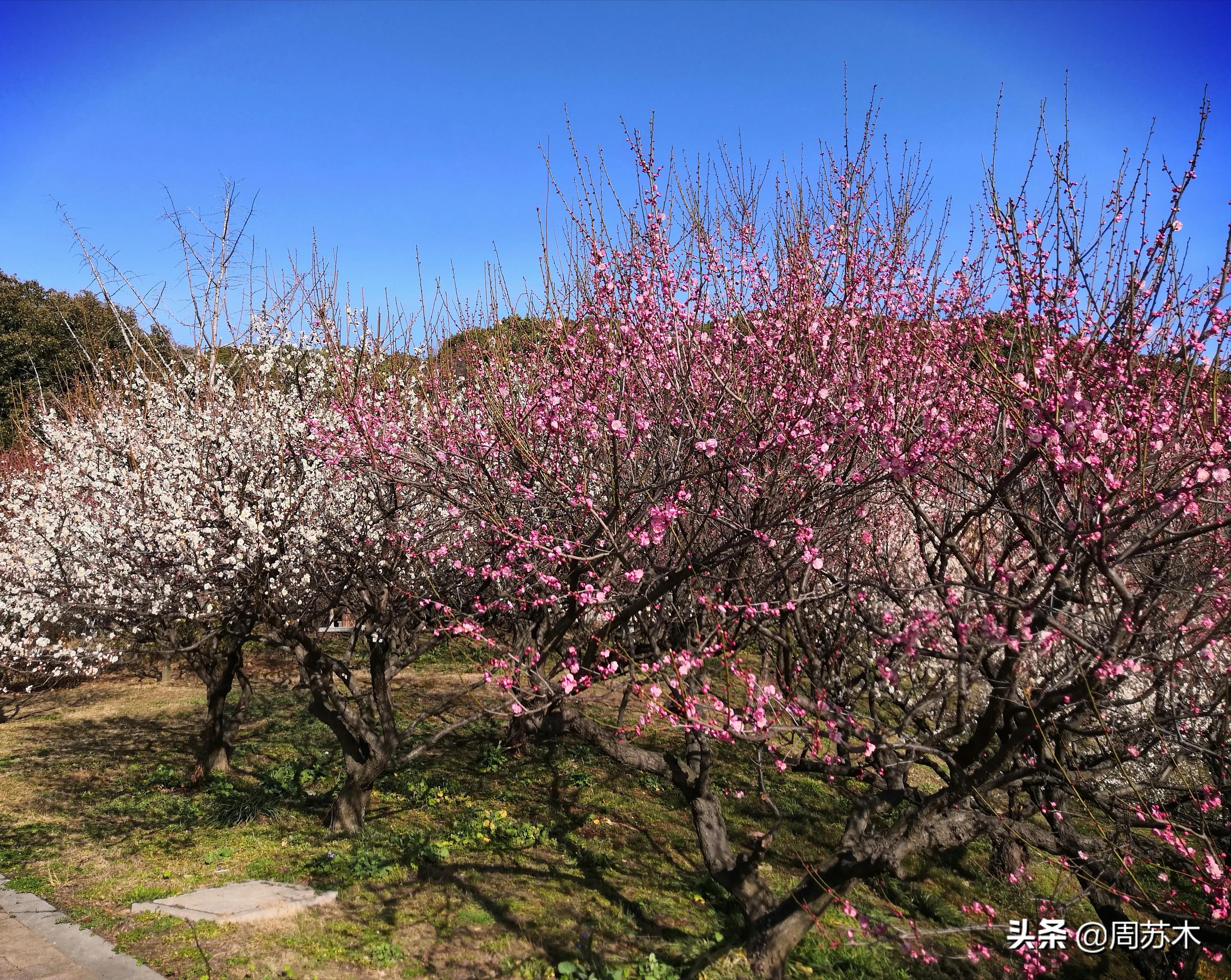 赏梅胜地图片,苏州香雪村赏梅最佳时间