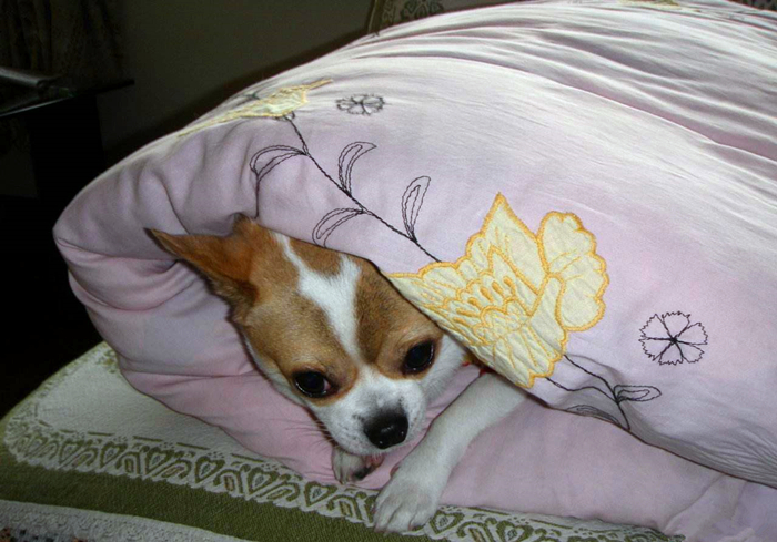 未满月的狗宝宝需要喝水吗,狗宝宝出生多久能吃狗粮