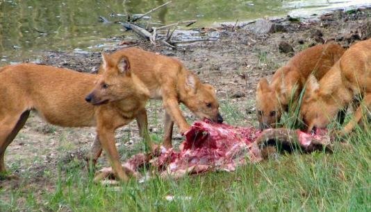 俗语说“豺狼虎豹”，三样本事让豺排到“四凶”第一名