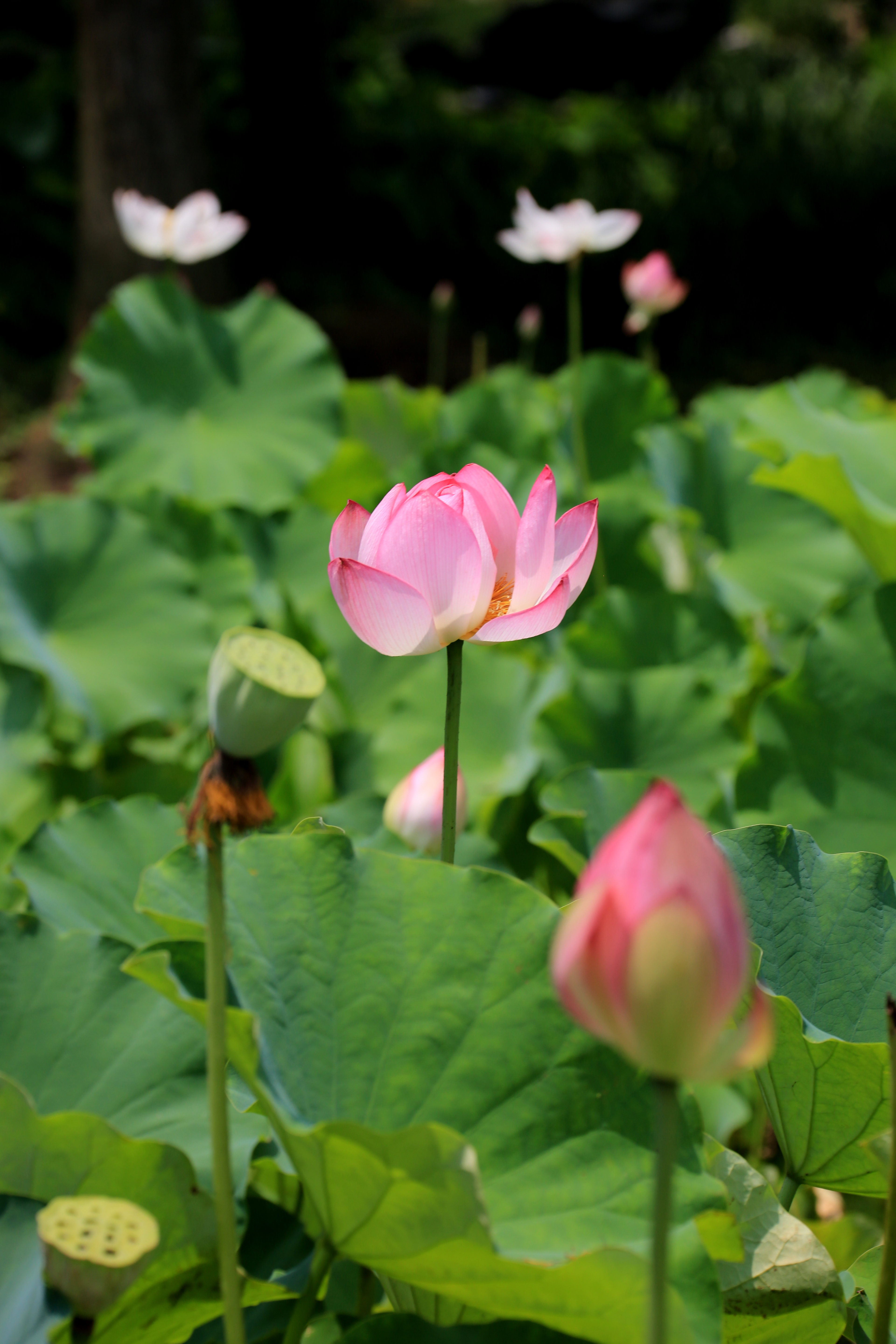 草原夜色美口琴视频,草原夜色美口琴音乐