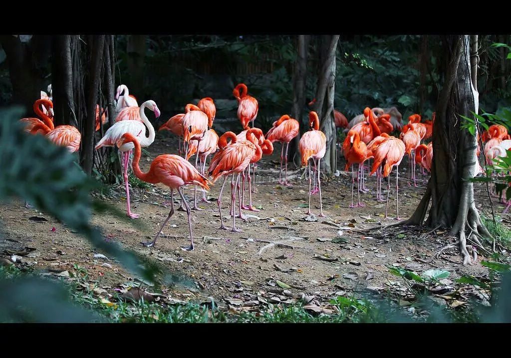 长隆野生动物世界营业时间,广州长隆野生动物园要玩多久