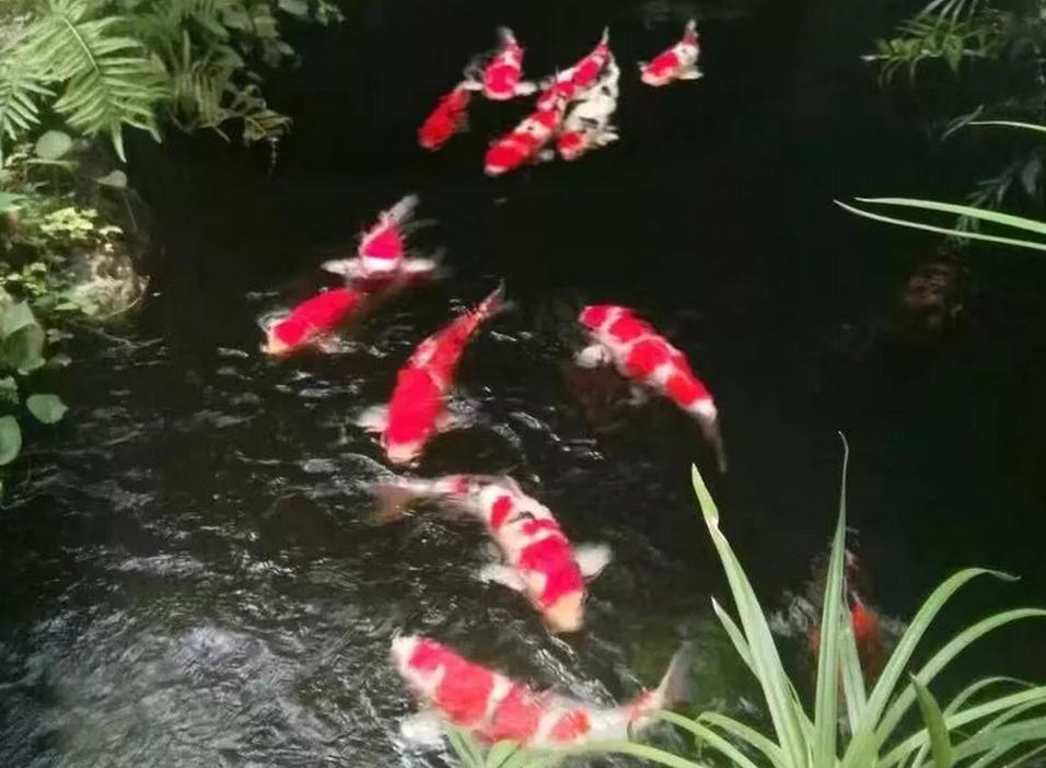 平！安！夜！关于硝化细菌最详细的贴子，需要你来点赞！