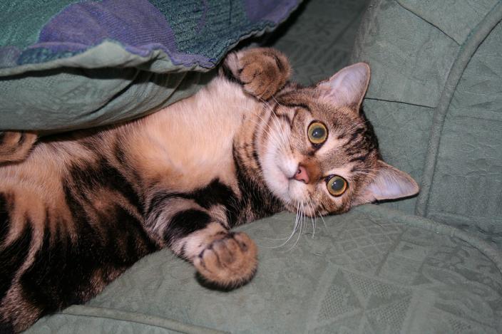 对猫过敏猫粮应该怎么选择,抑制猫毛过敏猫粮