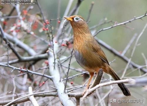 画眉雌雄图片大全,画眉公母怎么分辨图解