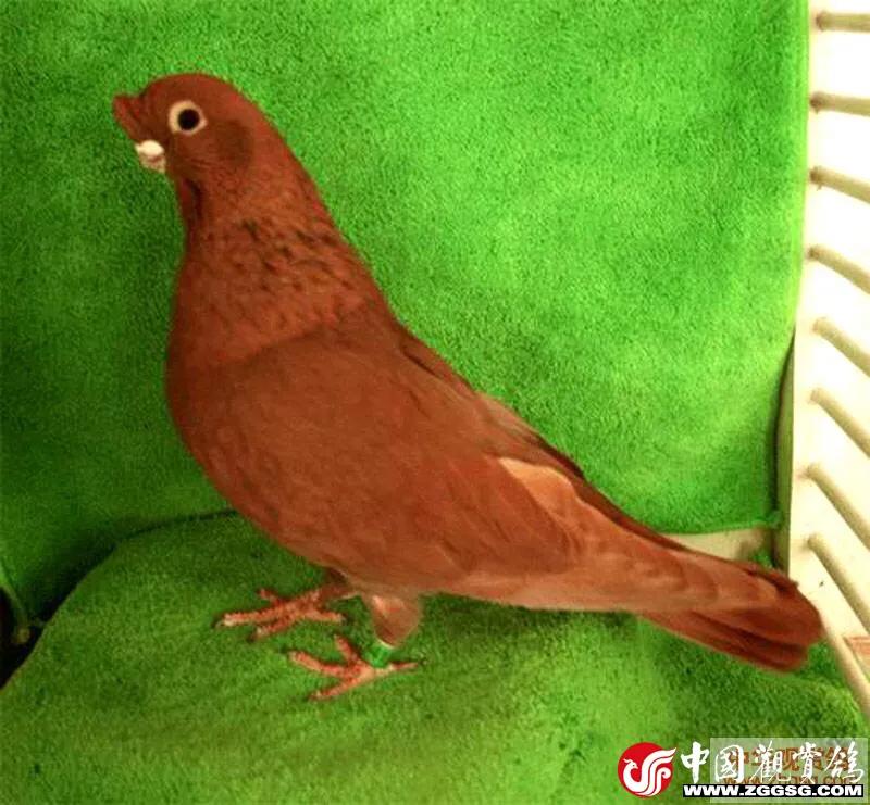 北京鸽哨制作,北京鸽哨晨曲