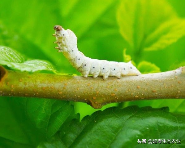 吃什么可以淡化脸上的斑斑点点,消除脸部斑斑点点的秘方