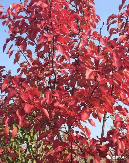 最新国槐树价走势,今日白蜡最新价格表