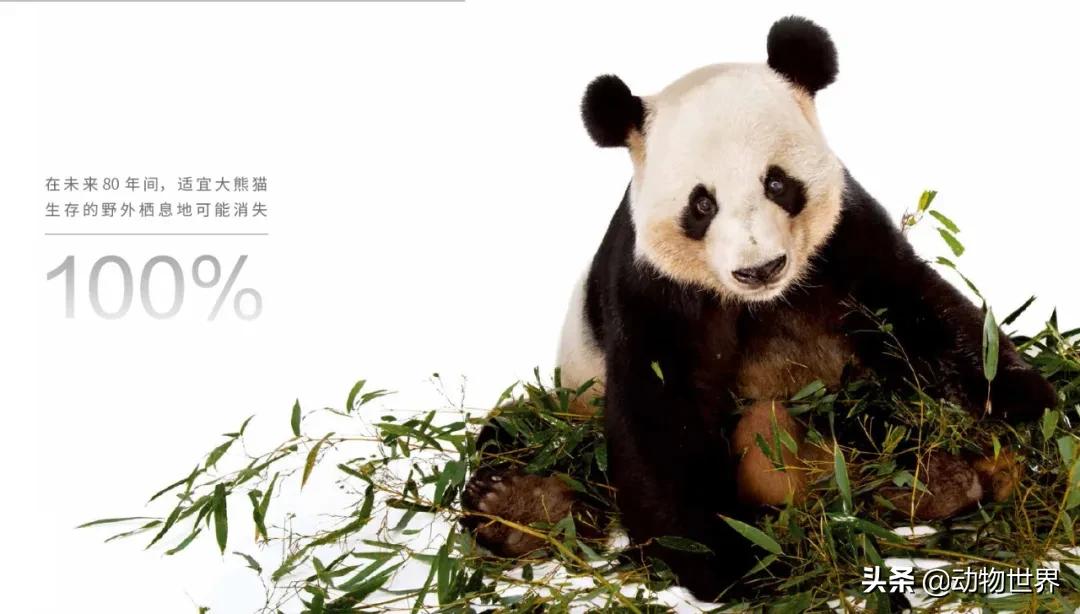 国际珍稀动物保护日-如何拯救那些正在从世界上逐渐消失的物种