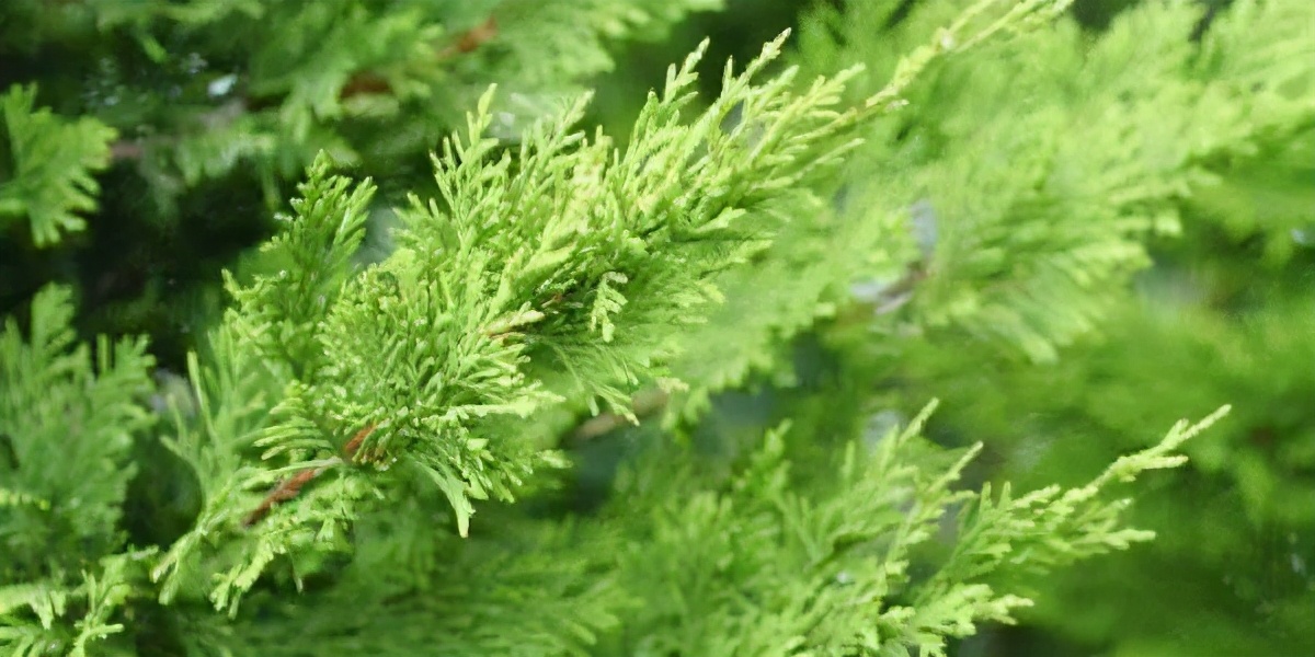 精油的基础知识大全,精油的护肤知识