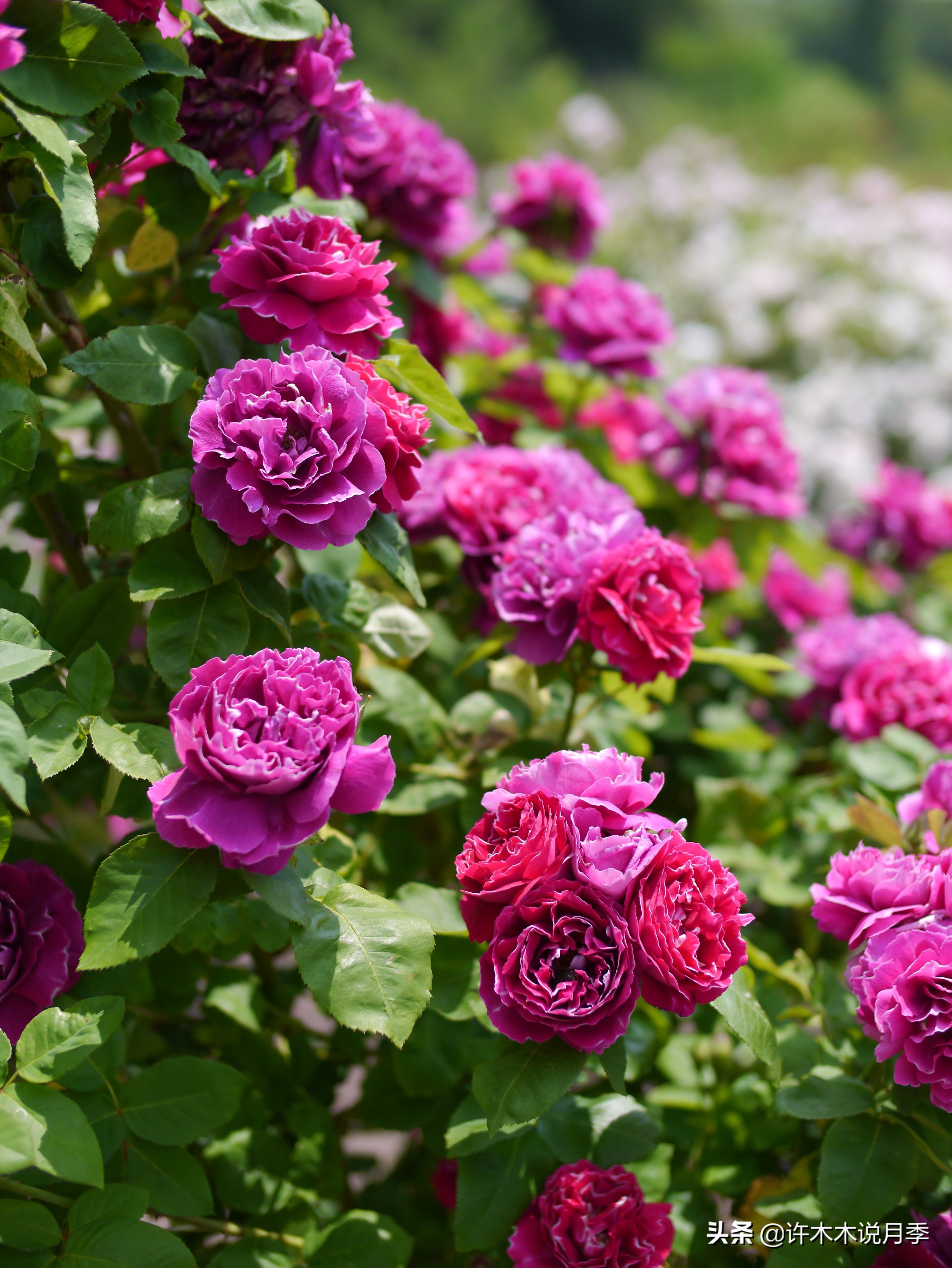 十大浓香切花月季,好看好养的月季品种推荐