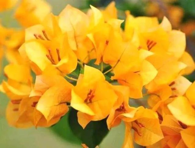 2021年大火的10个三角梅品种,图名并茂欢迎认领,看有无你喜欢的