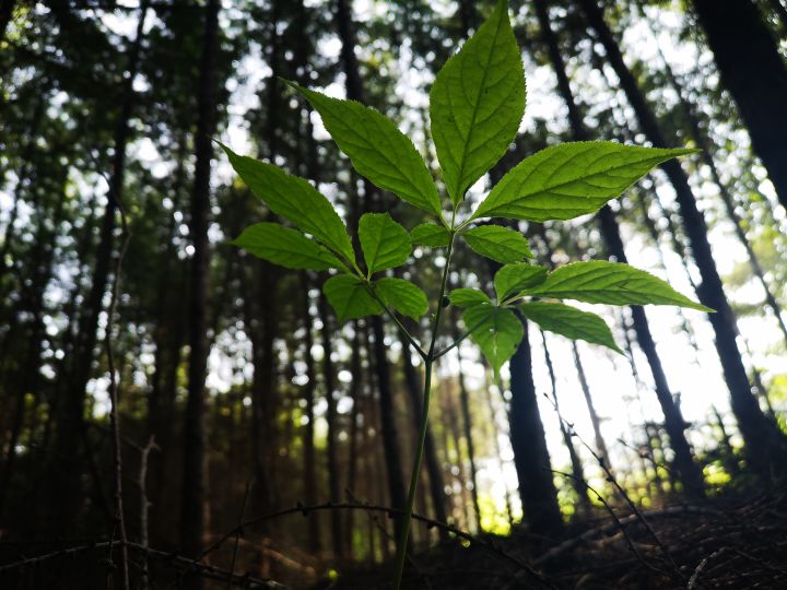 人吸收天地精华的最佳方法,人参果吸取天地之灵气