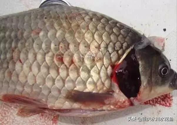 鱼出血病的防与治,鱼类出血性疾病