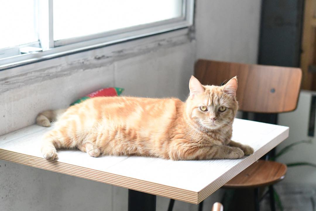 猫咪手术顺利完成，不要掉以轻心，“术后并发症”也需要警惕！