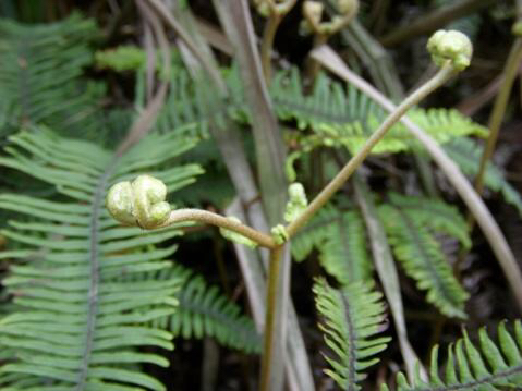 芒萁骨图片,民间中草药芒萁的药用功能