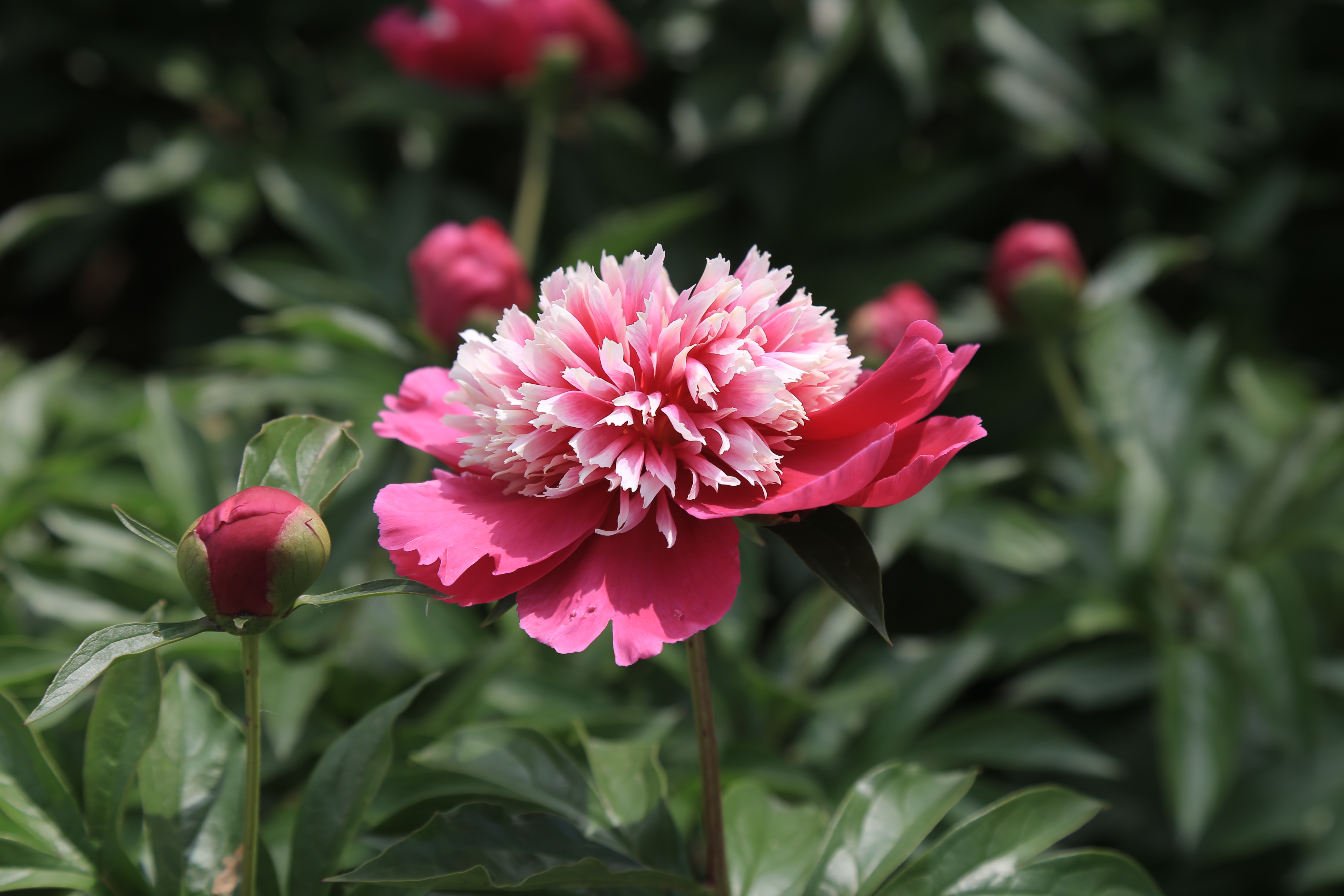 莫道春深百花残芍药花开正芬芳