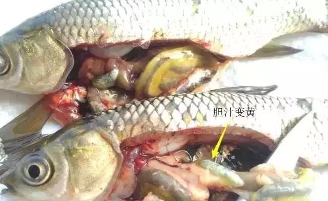 鱼类败血症病原,鱼类败血症的症状