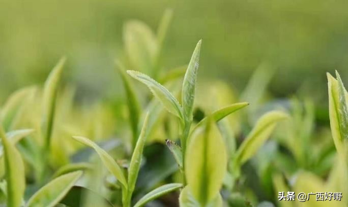 三江茶是什么茶种,三江茶非遗