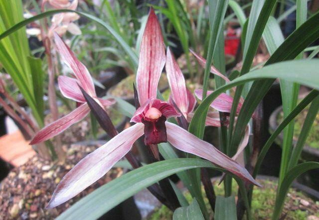 他是川兰界令人尊敬的老前辈,曾靠一颗艺草陆陆续续获利千万余元