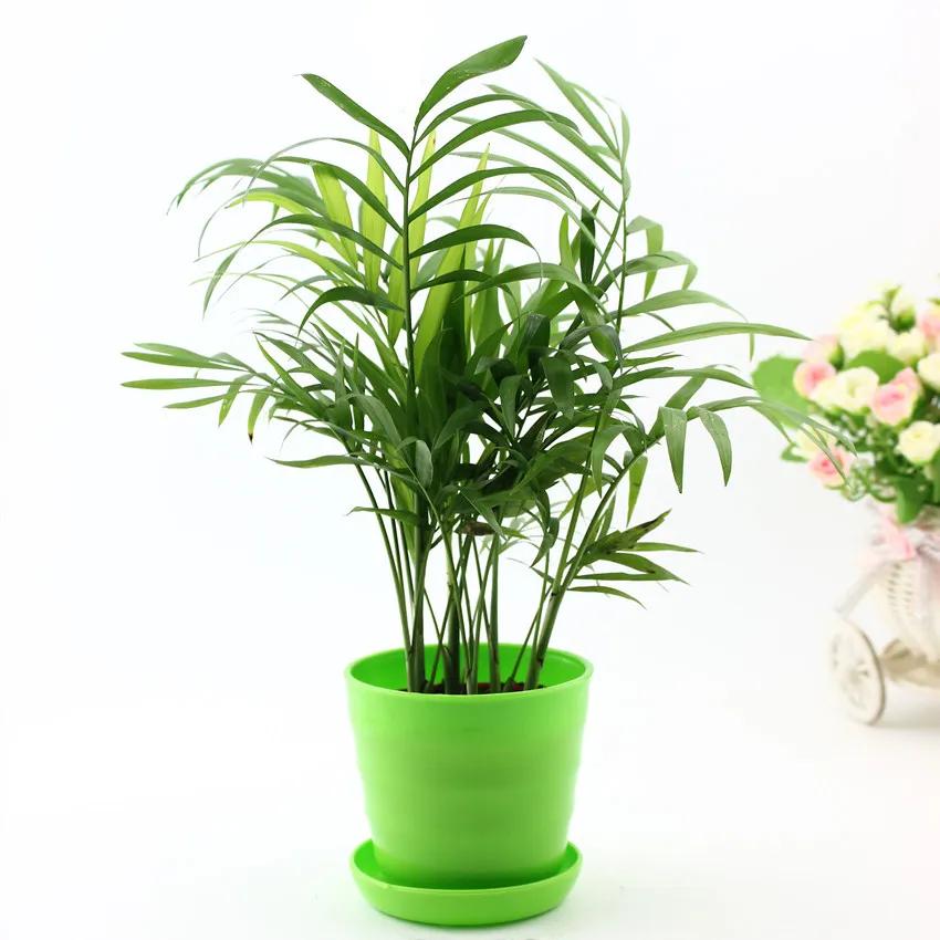 把椰子树种大棚里,椰子盆栽可以养在室外吗