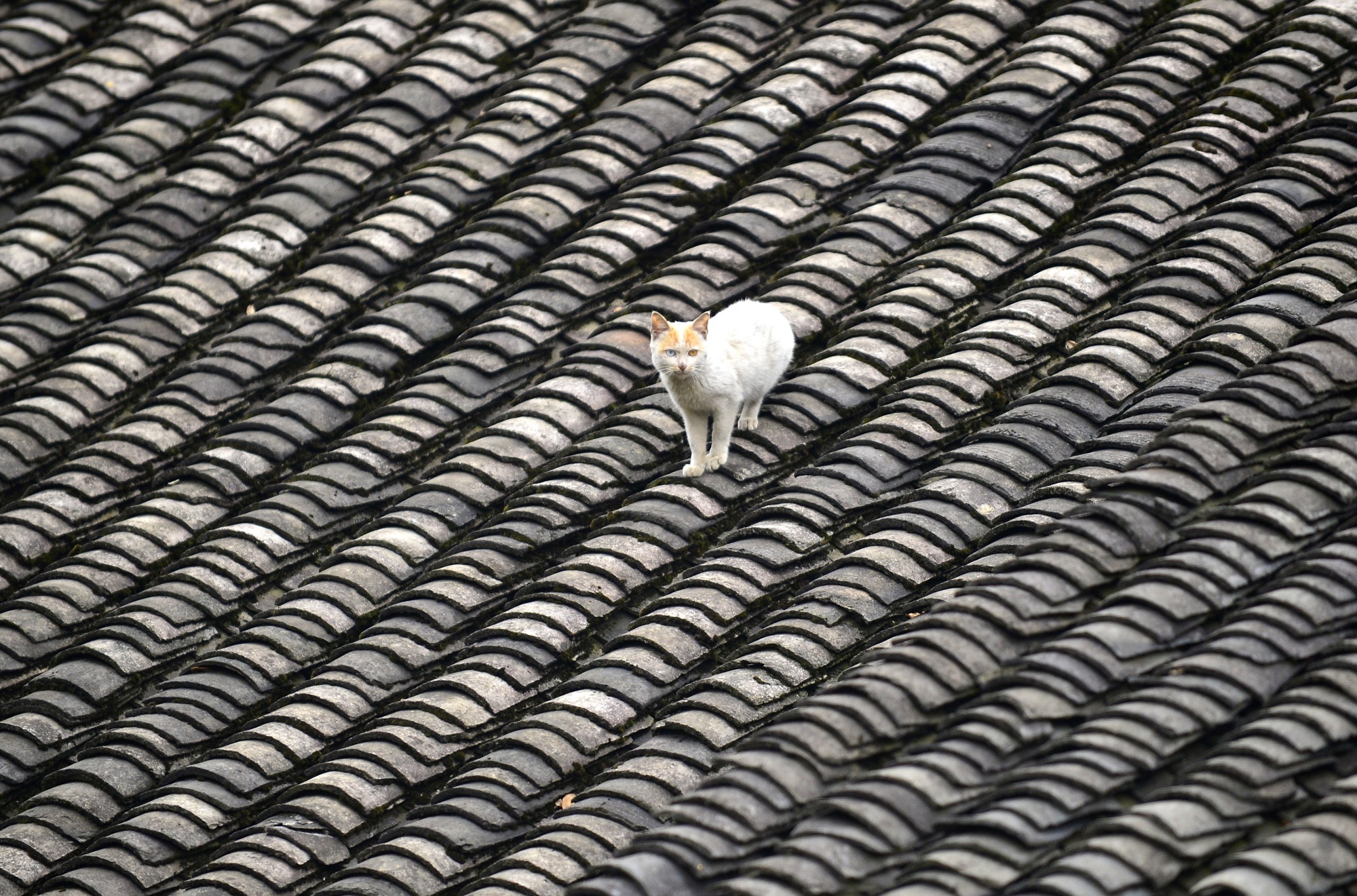 庆阳活化石叫啥,庆阳坝历史