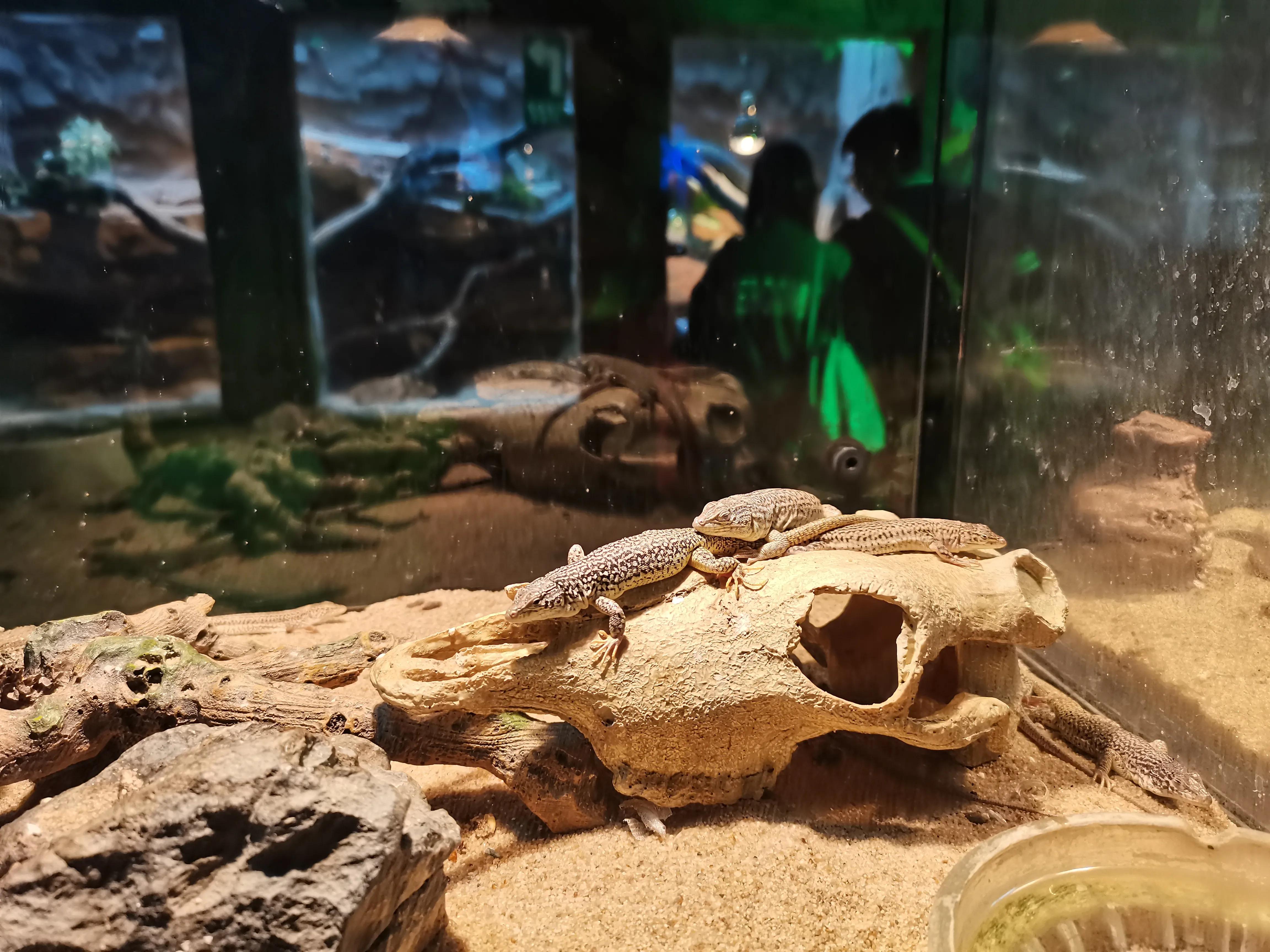 济南野生动物园和宿州野生动物园,宿州野生动物园到宿州皇藏峪